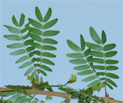  Leaves